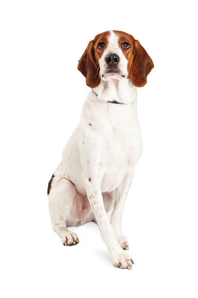 Basset Hound en Beagle gemengd rashond - Foto, afbeelding