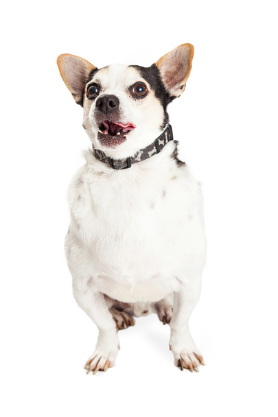 Chihuahua perro de raza mixta
 - Foto, Imagen