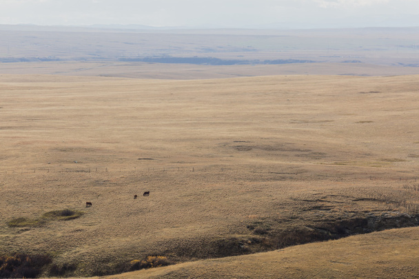 Kaukaiset lehmät laiduntavat valtavalla tilalla
 - Valokuva, kuva