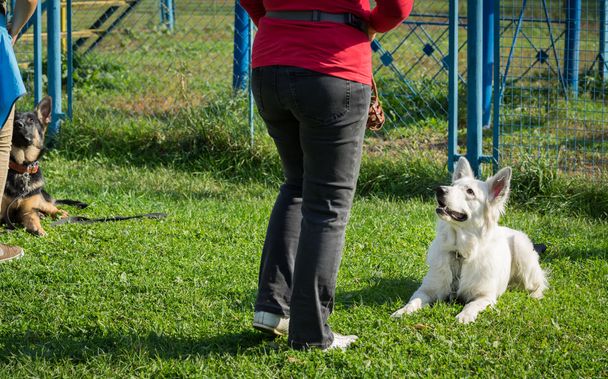 Немецкая шпиц-собака на курсе обучения собак
 - Фото, изображение