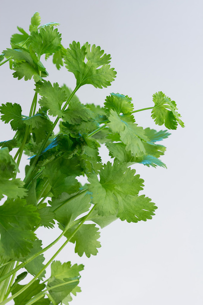 Cilantro, también conocido como cilantro, sobre un fondo claro
 - Foto, imagen