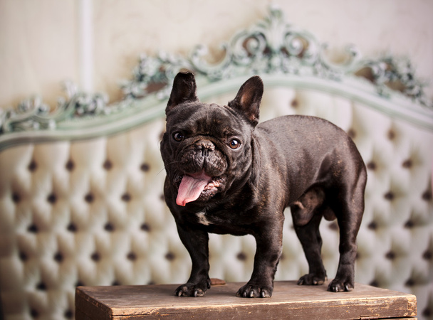 black french bulldog - Photo, Image