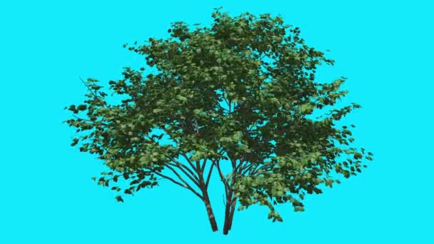 Réka somfa imbolygott vékony fa a Chroma Key fa kék képernyő ágak zöld levelek Swaying a szél számítógép generált animáció - Felvétel, videó