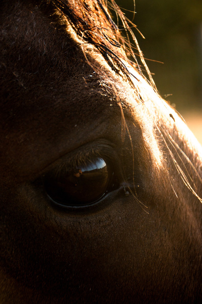 Koń w rano podświetlenia - Zdjęcie, obraz