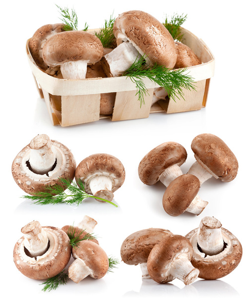 zestaw świeżych grzybów pieczarki z gałązka koperku - Zdjęcie, obraz