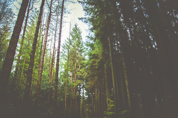 Orman ve doğa ağaçlar - Fotoğraf, Görsel