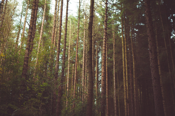 Erdő & fák természet - Fotó, kép