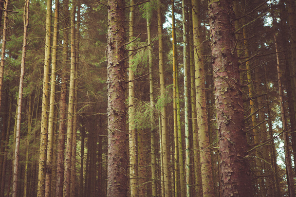 Forest & Nature Trees - Valokuva, kuva
