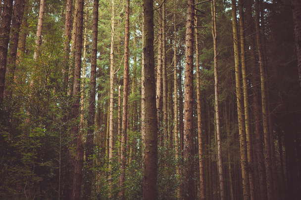 Δάσος & φύση δέντρα - Φωτογραφία, εικόνα