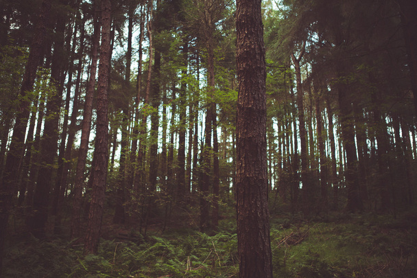 Forest & aard bomen - Foto, afbeelding