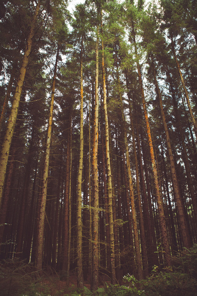 Floresta e natureza Árvores
 - Foto, Imagem