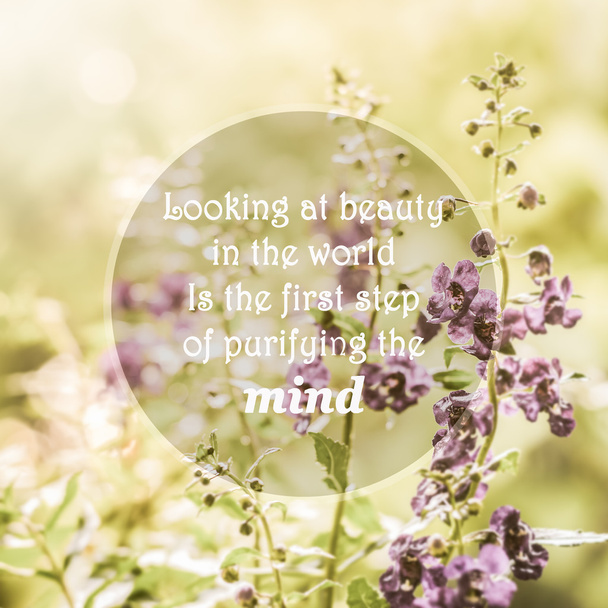Meaningful quotes on purple flowers in meadow under sunlight - Photo, Image