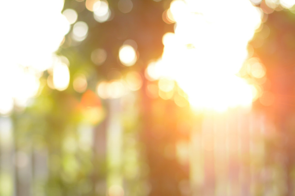 Bulanık bokeh arka plan - ağaçların arasından parlayan güneş ışığı - Fotoğraf, Görsel