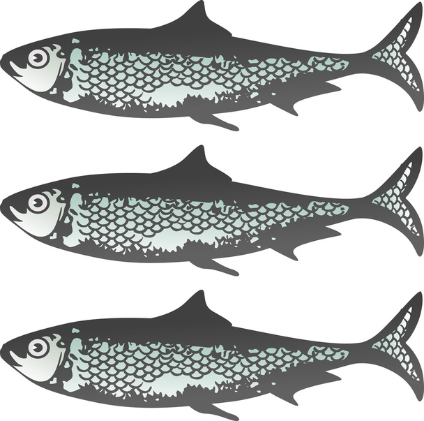 Fresh Sardines - Vector, Image