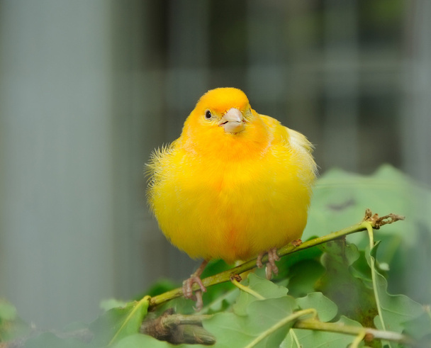 黄色のカナリア鳥 - 写真・画像