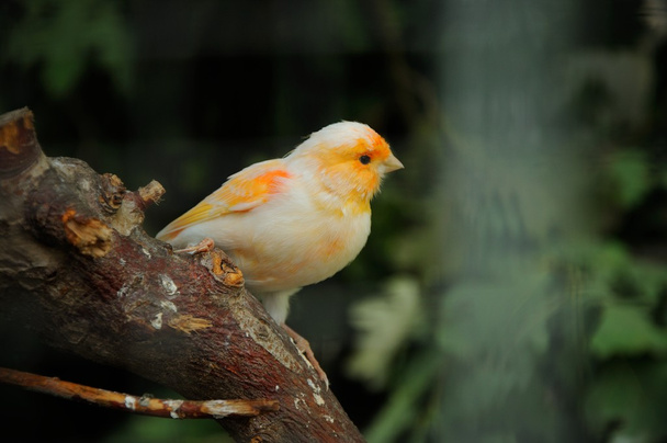 kanarek ptaszek na drzewie - Zdjęcie, obraz