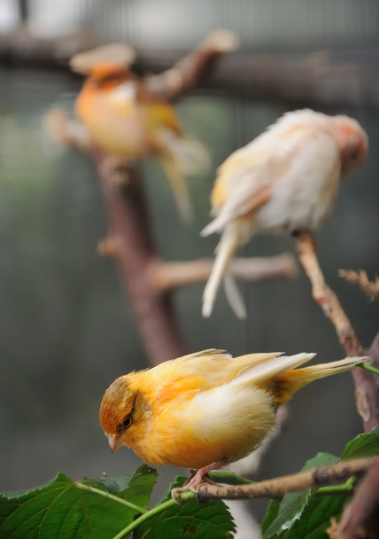 Kanarienvögel in Voliere - Foto, Bild