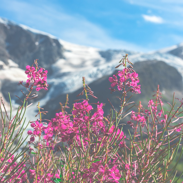 Swiss Apls with wild pink flowers - Photo, Image