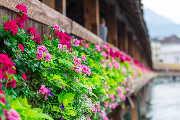 Blumen auf der Kapellenbrücke in Luzern - Foto, Bild
