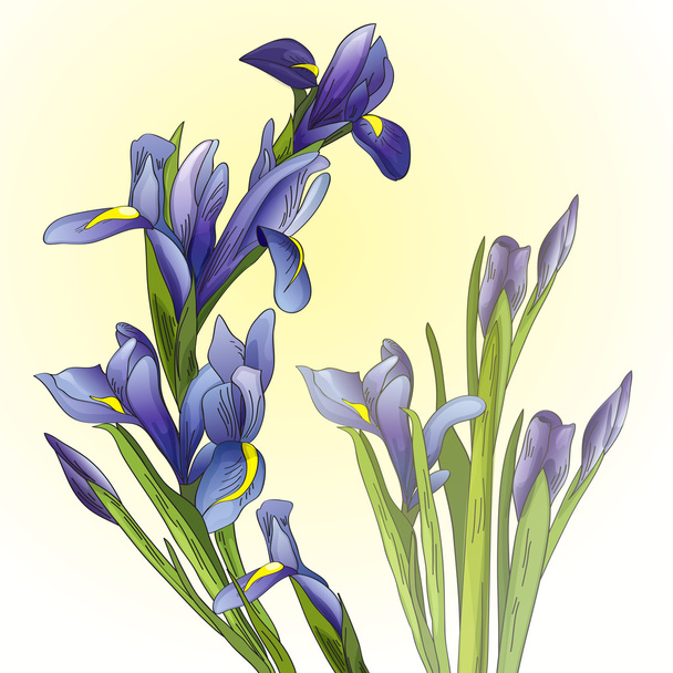 Floral achtergrond met irissen - Vector, afbeelding