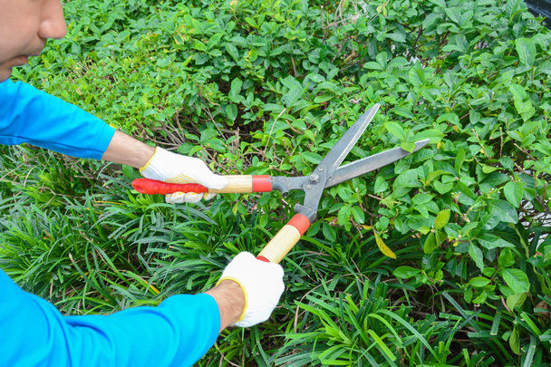 Κηπουρός κοπής φρακτών (ή των Μπους) με χόρτο ψαλίδια - Φωτογραφία, εικόνα