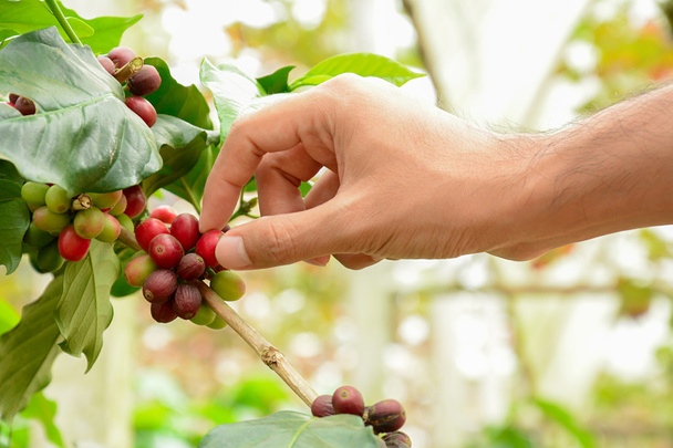 La mano recogiendo granos de café rojo en el árbol de café (café Arabica
) - Foto, Imagen