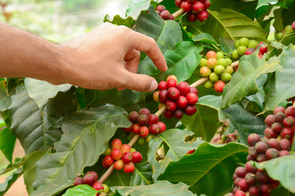 Hand picking red coffee beans on coffee tree (Arabica coffee) - Photo, Image