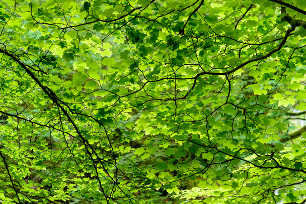 frische grüne Blätter - Foto, Bild
