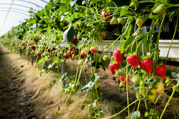 Strawberries being grown commercially - Photo, Image