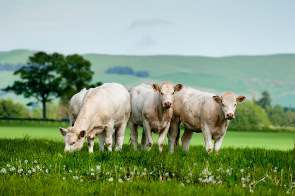 Μια ομάδα των charolais βοοειδή βόσκουν - Φωτογραφία, εικόνα