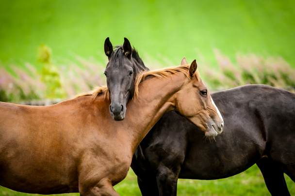 Dos caballos abrazando
 - Foto, imagen