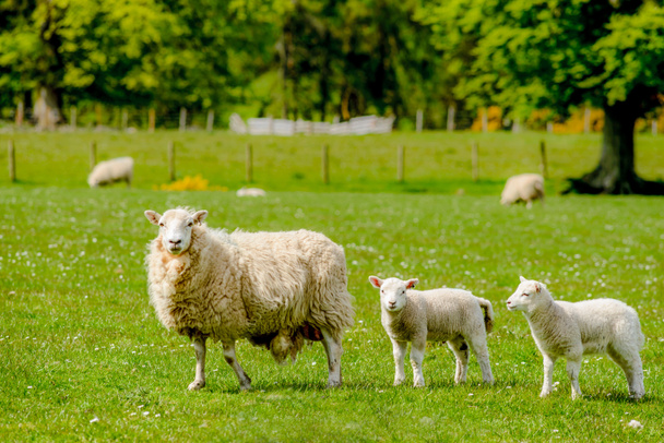 Шотландские овцы с ягнятами
 - Фото, изображение