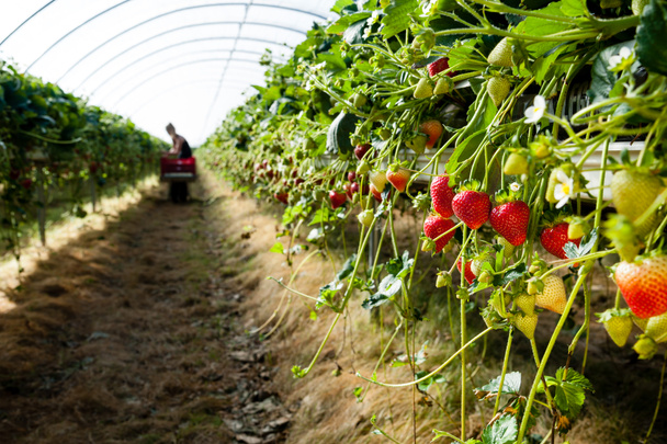 Φράουλες που καλλιεργούνται στο εμπόριο - Φωτογραφία, εικόνα