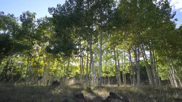 Aspen drzewa lasu z Sun Lensflare - Materiał filmowy, wideo