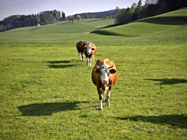 Βοσκότοποι αγελάδα σε ένα καταπράσινο Λιβάδι - Φωτογραφία, εικόνα