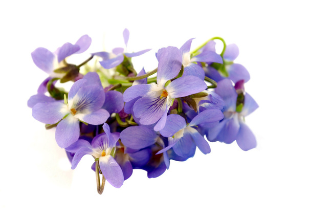 Лесной фиолетовый
 - Фото, изображение