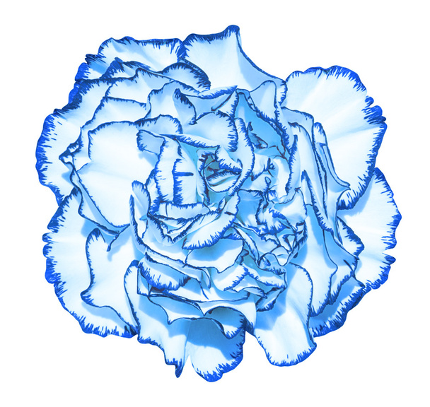 Flor de clavo con pétalos de cian y macrofotografía de borde azul aislada en blanco
 - Foto, imagen