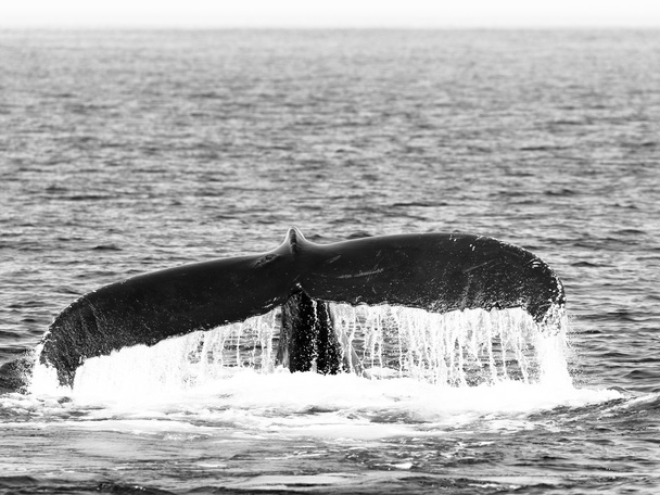 Staart van walvis, Cape Cod - Foto, afbeelding
