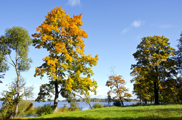 πολύχρωμο δέντρα αρχές φθινοπώρου λίμνη σκηνικό μπλε ουρανού - Φωτογραφία, εικόνα