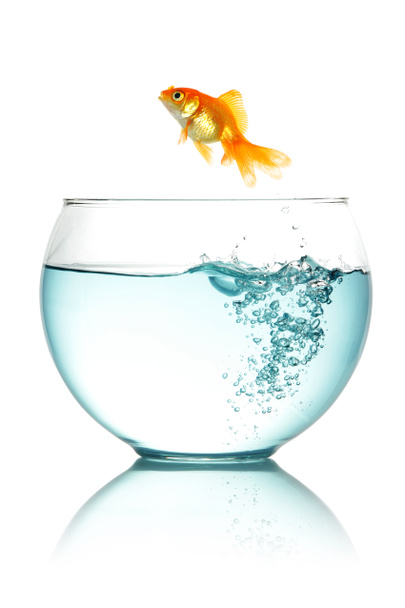 Goldfish jumping Free Stock Photos, Images, and Pictures of
