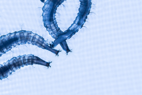 Primer plano de las larvas de mosquitos con fondo azul iluminado
 - Foto, Imagen