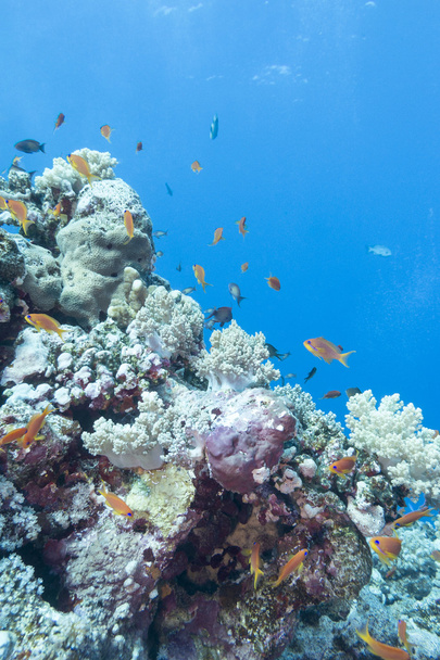 korall-zátony halak scalefin anthias, víz alatti - Fotó, kép