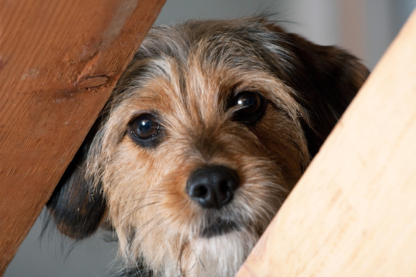 borkie σκύλου peeking μέσω ενός χάσματος - Φωτογραφία, εικόνα