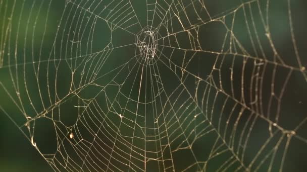 spinnenweb in de natuur - Video