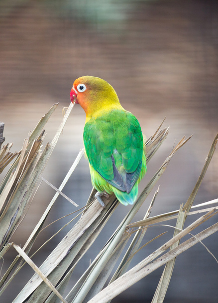 Fischer's Lovebird (Agapornis fischeri) - Photo, Image