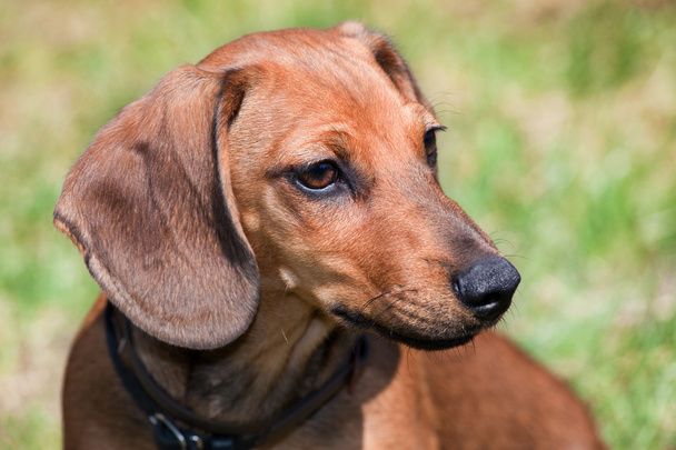 ダックスフンドの犬の子犬の肖像画 - 写真・画像