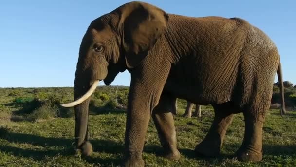 elephants in addo elephant park ,south africa - Footage, Video