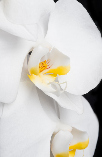 Beautiful White Orchid Flower - Foto, Imagen