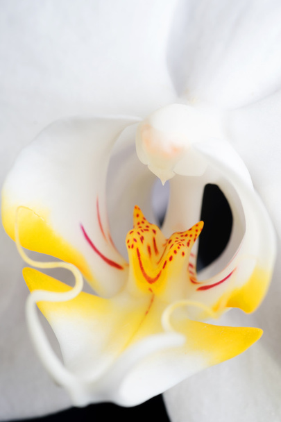 Beautiful White Orchid Flower Macro - Foto, Imagen