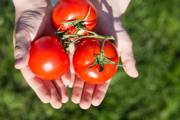 Child holding tomatoes in hands - Foto, Imagen